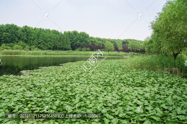 公園景觀,公園河流