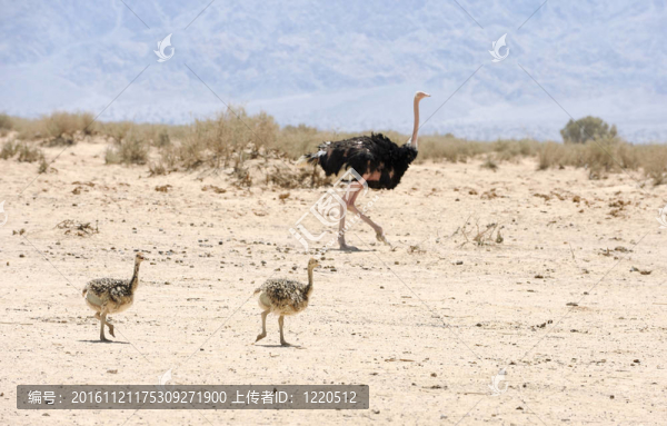 非洲鴕鳥和鴕鳥雞