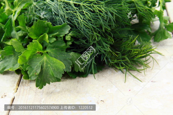 新鮮食品的蒔蘿和歐芹