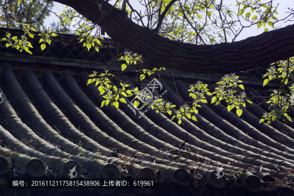 楸樹開花
