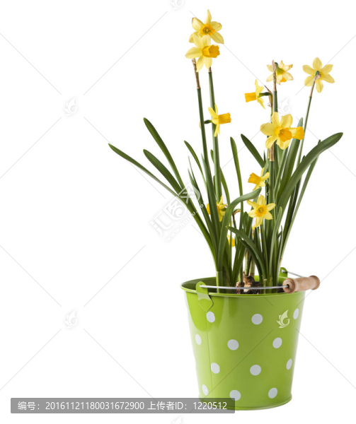 水仙花