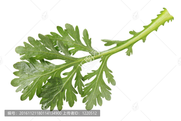 食用菊花葉