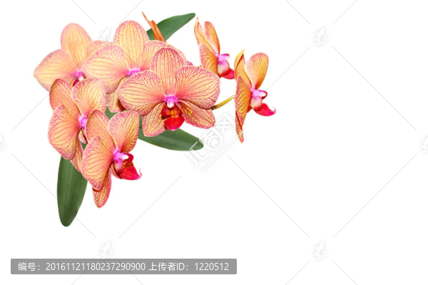 通用夏威夷蘭花蝴蝶蘭