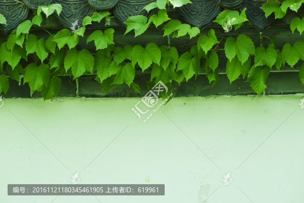 白墻灰瓦爬山虎