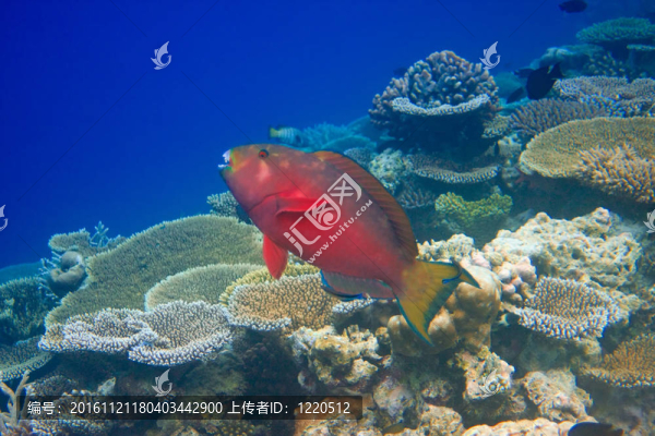 印度洋。魚類在珊瑚