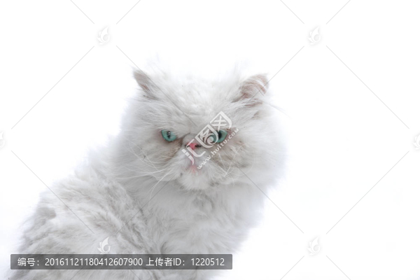 白色背景上的白色貓