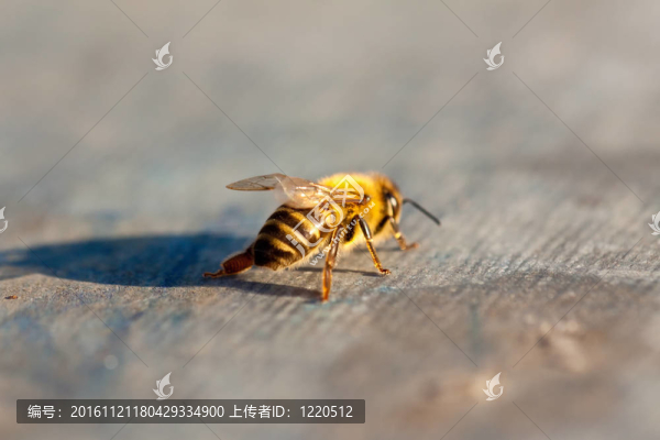 早春小蜜蜂