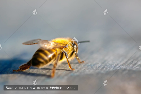 早春小蜜蜂