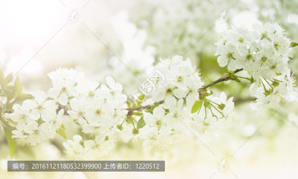 春季開花的櫻桃花枝