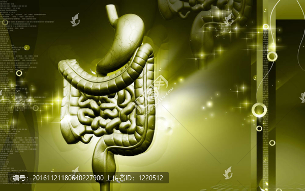 人類的消化系統(tǒng)