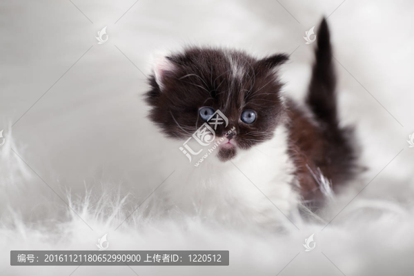 波斯貓
