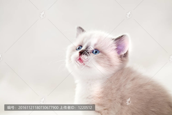 波斯貓