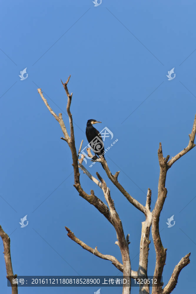 鸕鶿（Phalacrocorax,carbo）