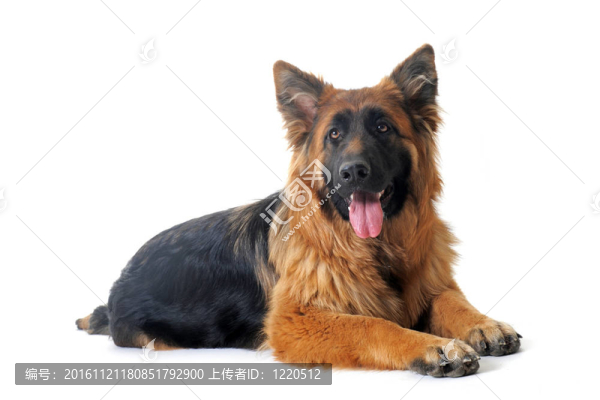 德國牧羊犬