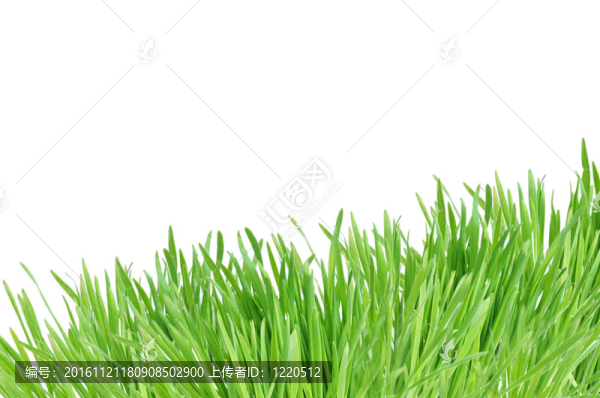 白草地上隔離的草