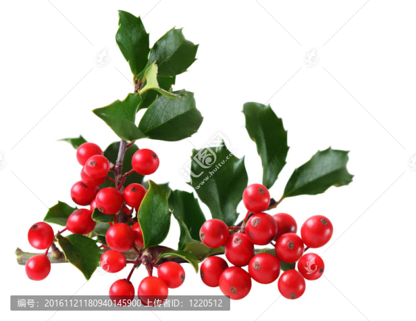 Holly,Berry和葉