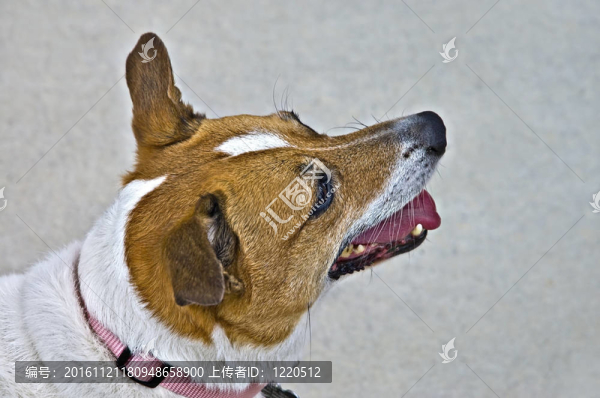 杰克羅素梗犬