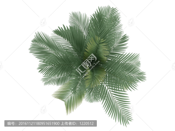 貓掌或Chamaedorea,cataractum