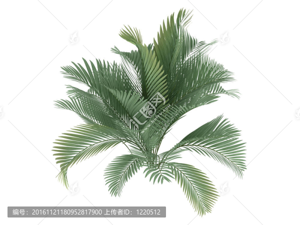 貓掌或Chamaedorea,cataractum