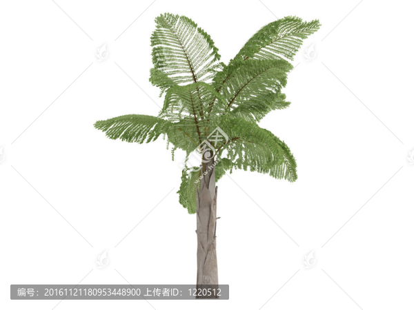 巨人山魚尾葵或Caryota,gigas