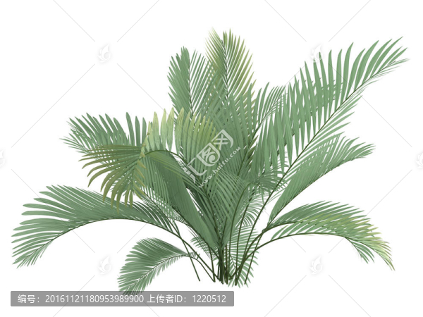 貓掌或Chamaedorea,cataractum
