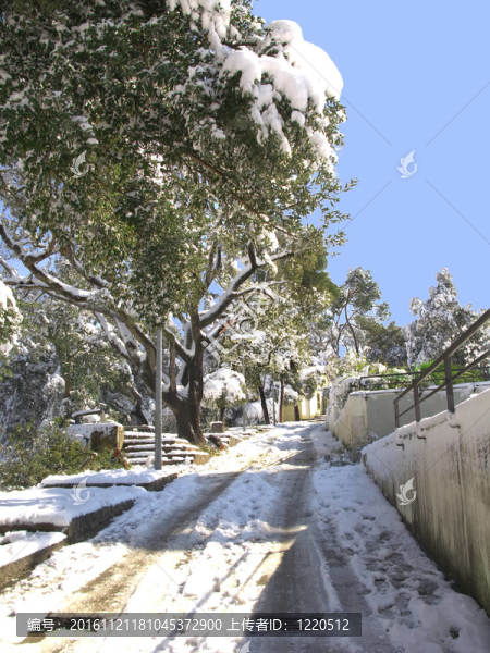 巴塞羅那白雪覆蓋的森林