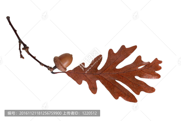 橡樹