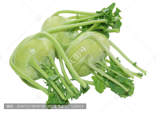 三大頭菜蘿卜
