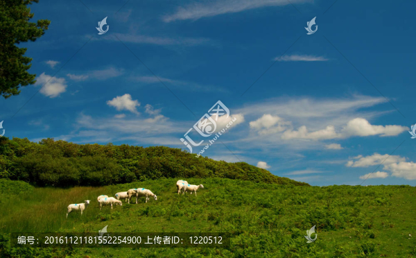 農(nóng)村的羊