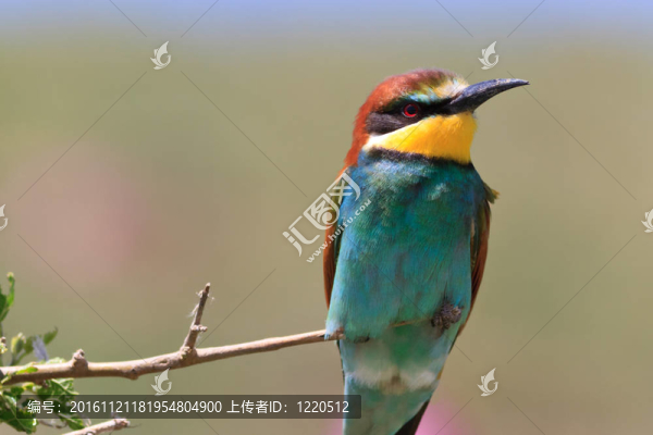 歐洲食蜂鳥（黃喉蜂虎）