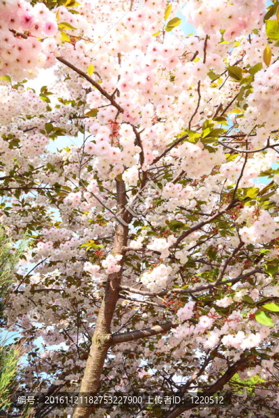 櫻花
