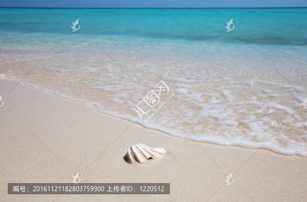 在異國情調(diào)的海灘Mussell