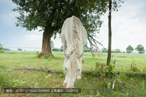 馬