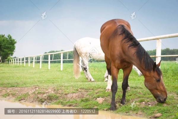 馬
