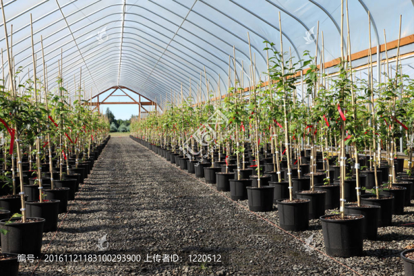 俄勒岡溫室植物苗圃。