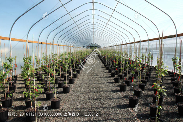 俄勒岡溫室植物苗圃。