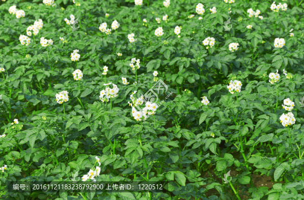 馬鈴薯白花—