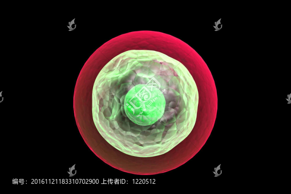 人類的卵細(xì)胞