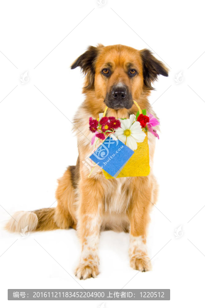 狗與花