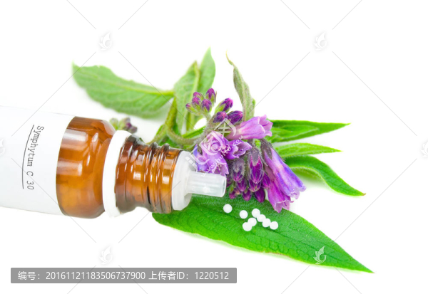 聚合草