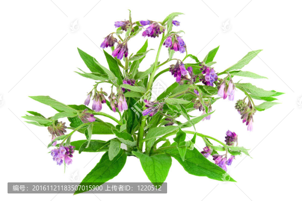 紫草