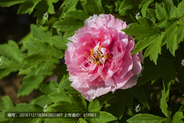 牡丹花