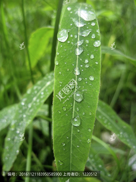 樹葉上的水滴