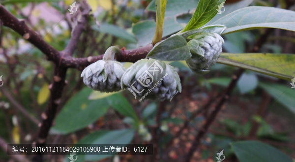 夢(mèng)花樹