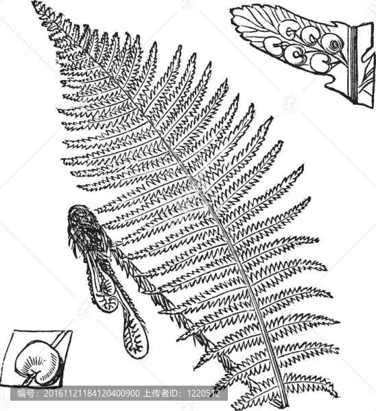 Fern；老式雕刻插圖