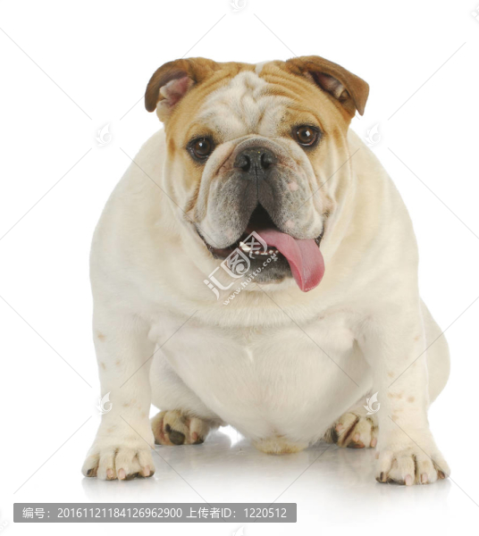 英國斗牛犬