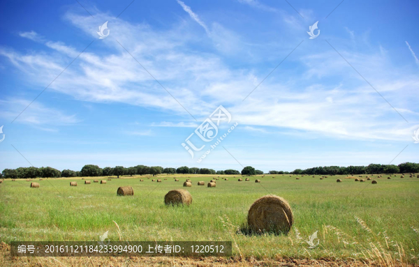 干草捆在一場農(nóng)業(yè)景觀