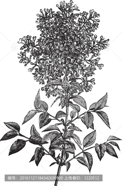 Syringa,vulgaris（紫色或髂）復古雕刻