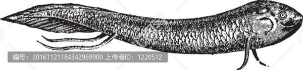 肺魚、美洲肺魚；復古雕刻
