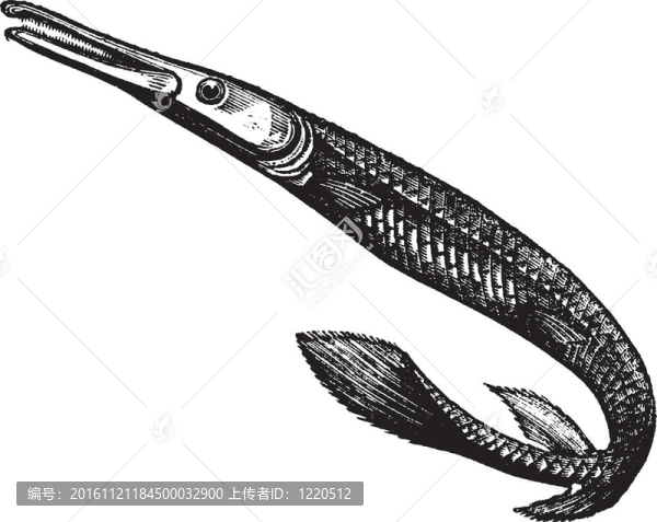 Lepisosteus,osseus或長吻雀鱔；復(fù)古雕刻